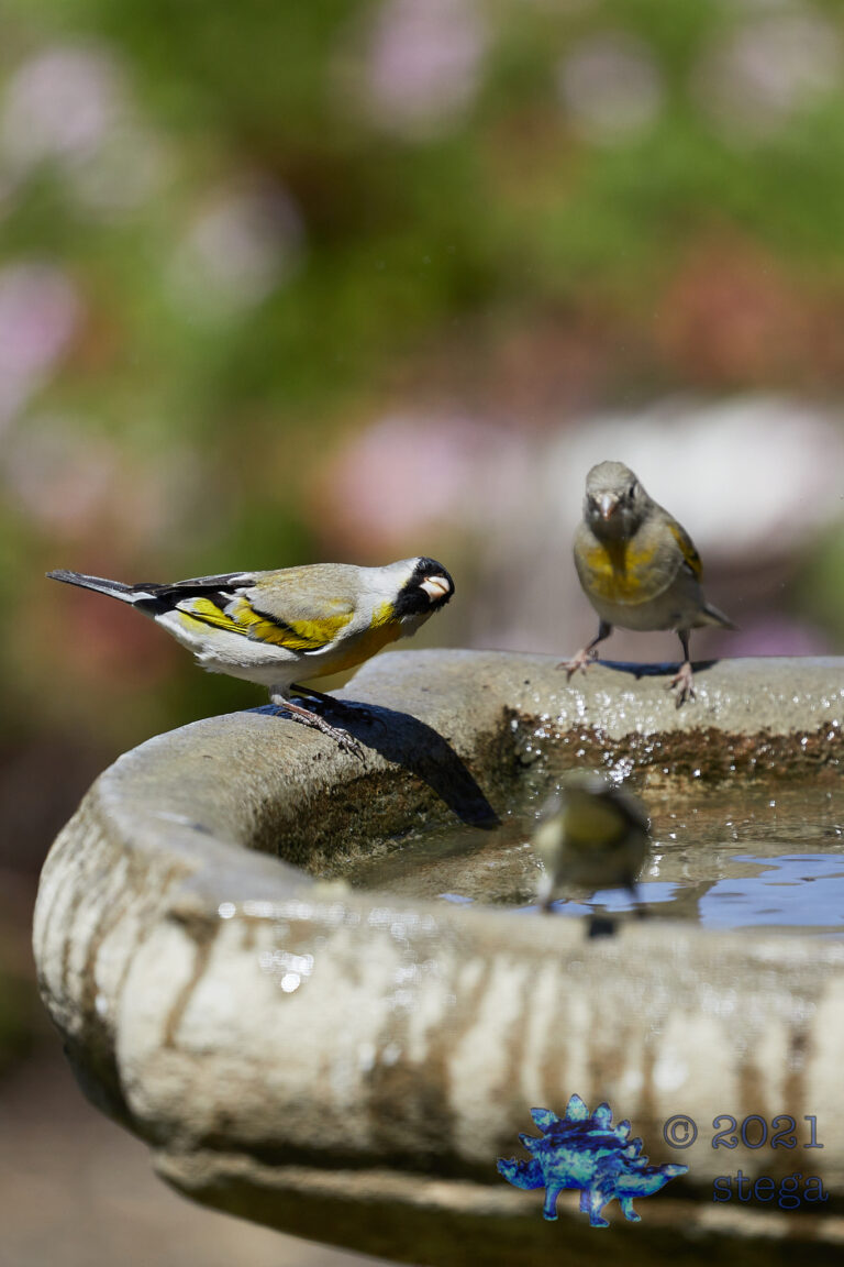 Lawrence’s Goldfinch