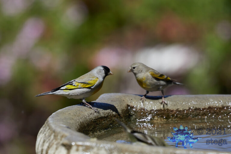 Lawrence’s Goldfinch