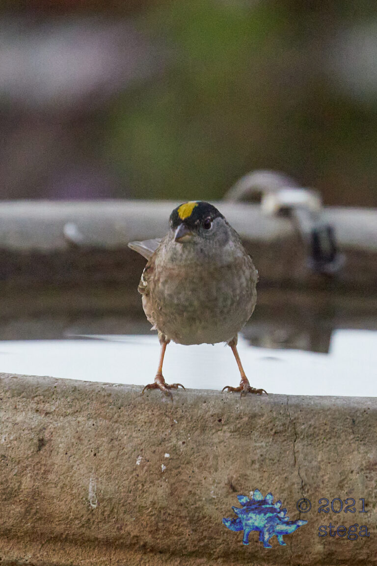 Gold-Crowned Sparrow