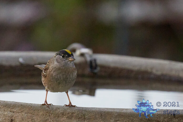 Gold-Crowned Sparrow