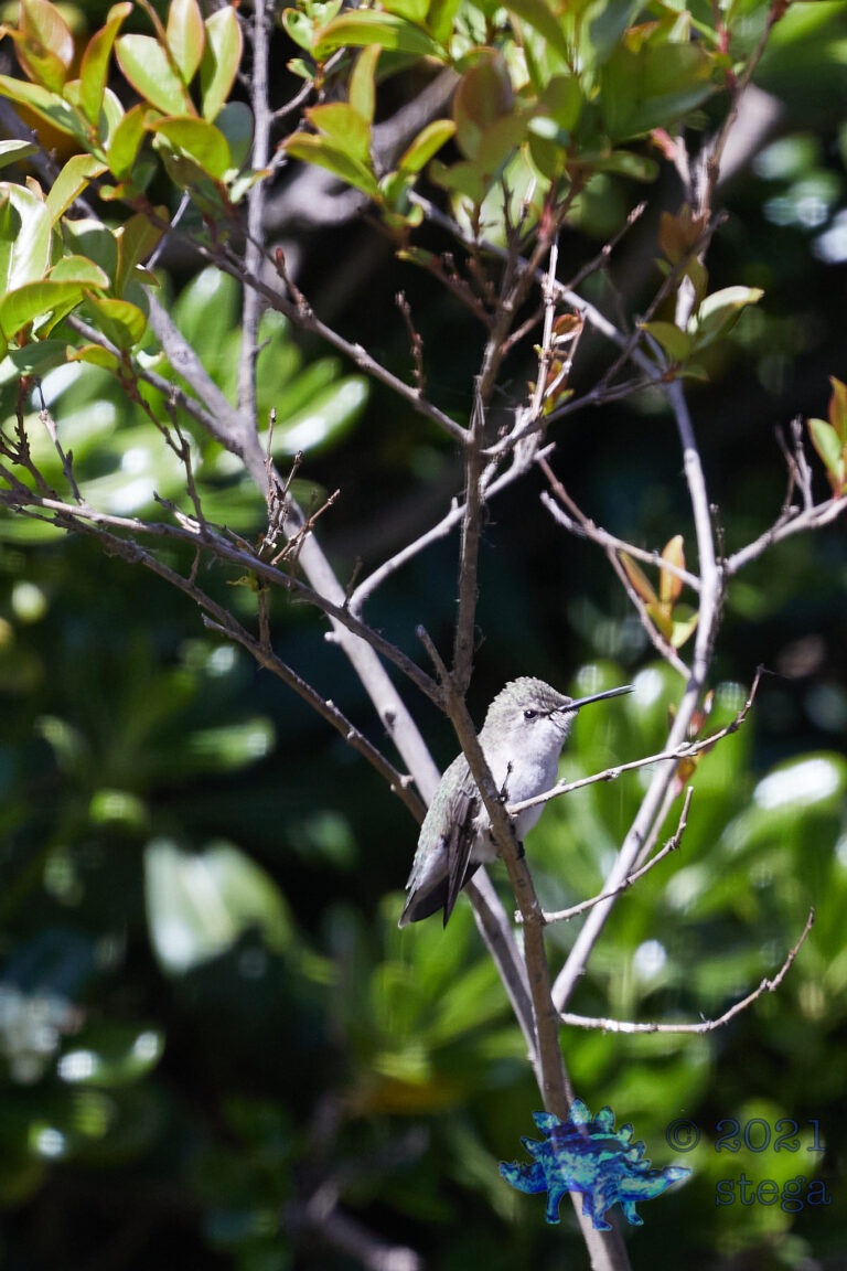 Allen’s Hummingbird