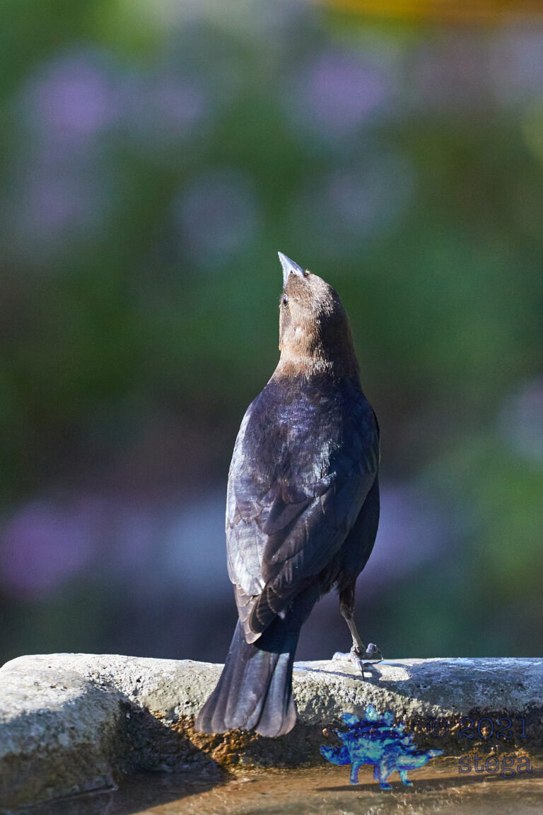 Brown-Headed Cowbird