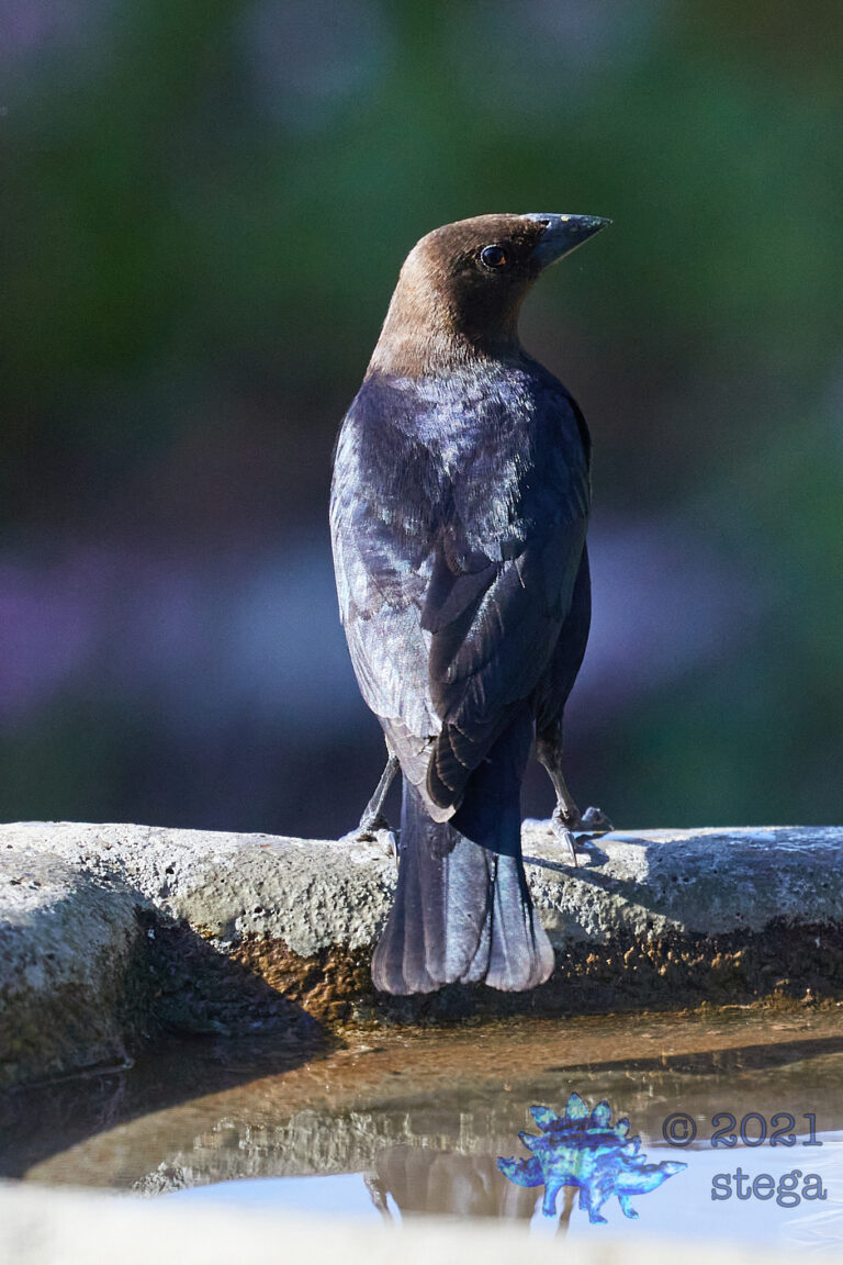 Brown-Headed Cowbird