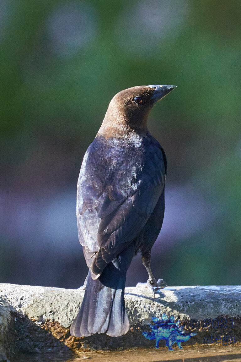 Brown-Headed Cowbird