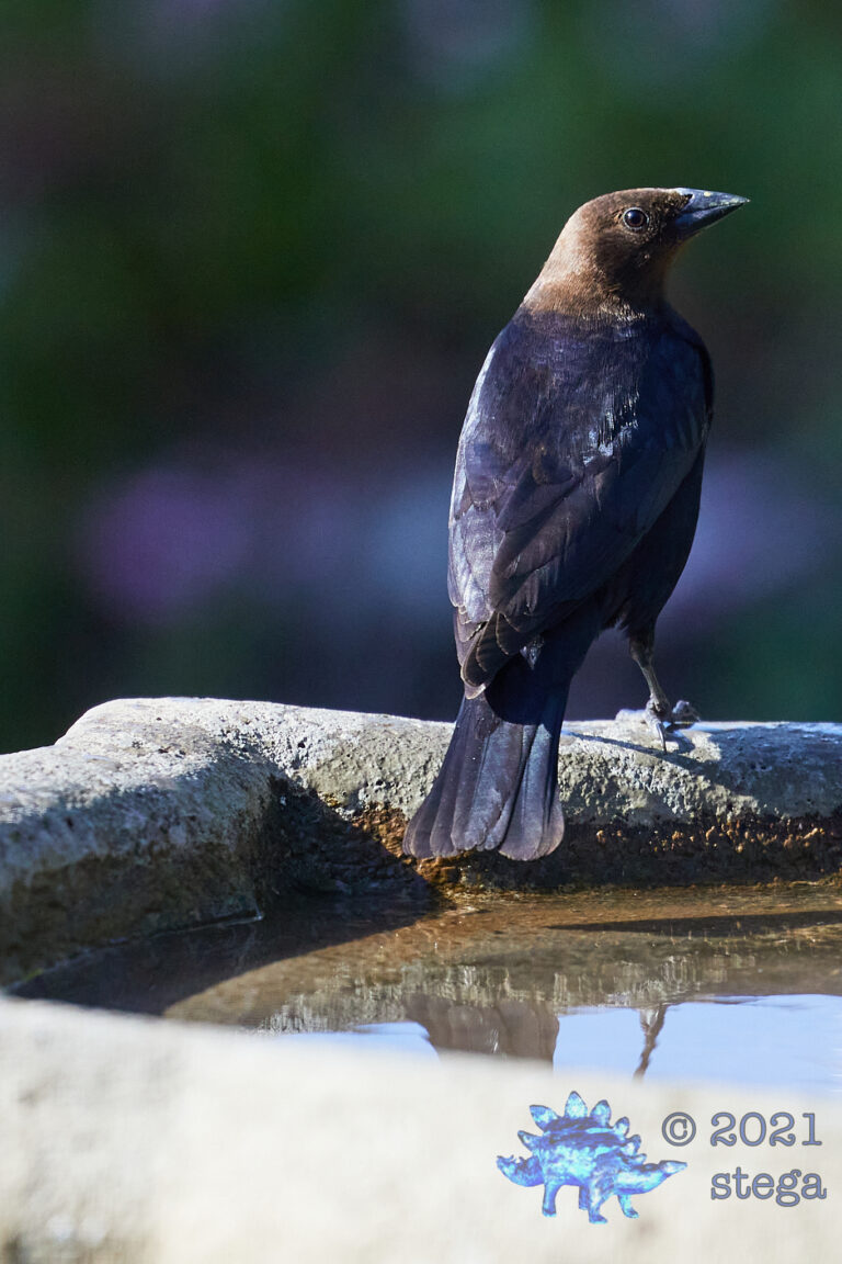 Brown-Headed Cowbird