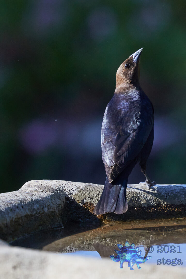 Brown-Headed Cowbird