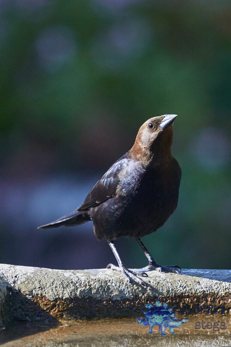 Brown-Headed Cowbird