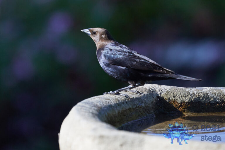 Brown-Headed Cowbird