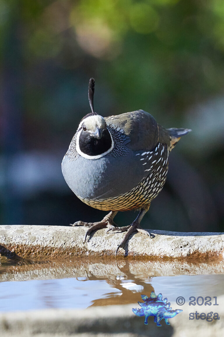 California Quail