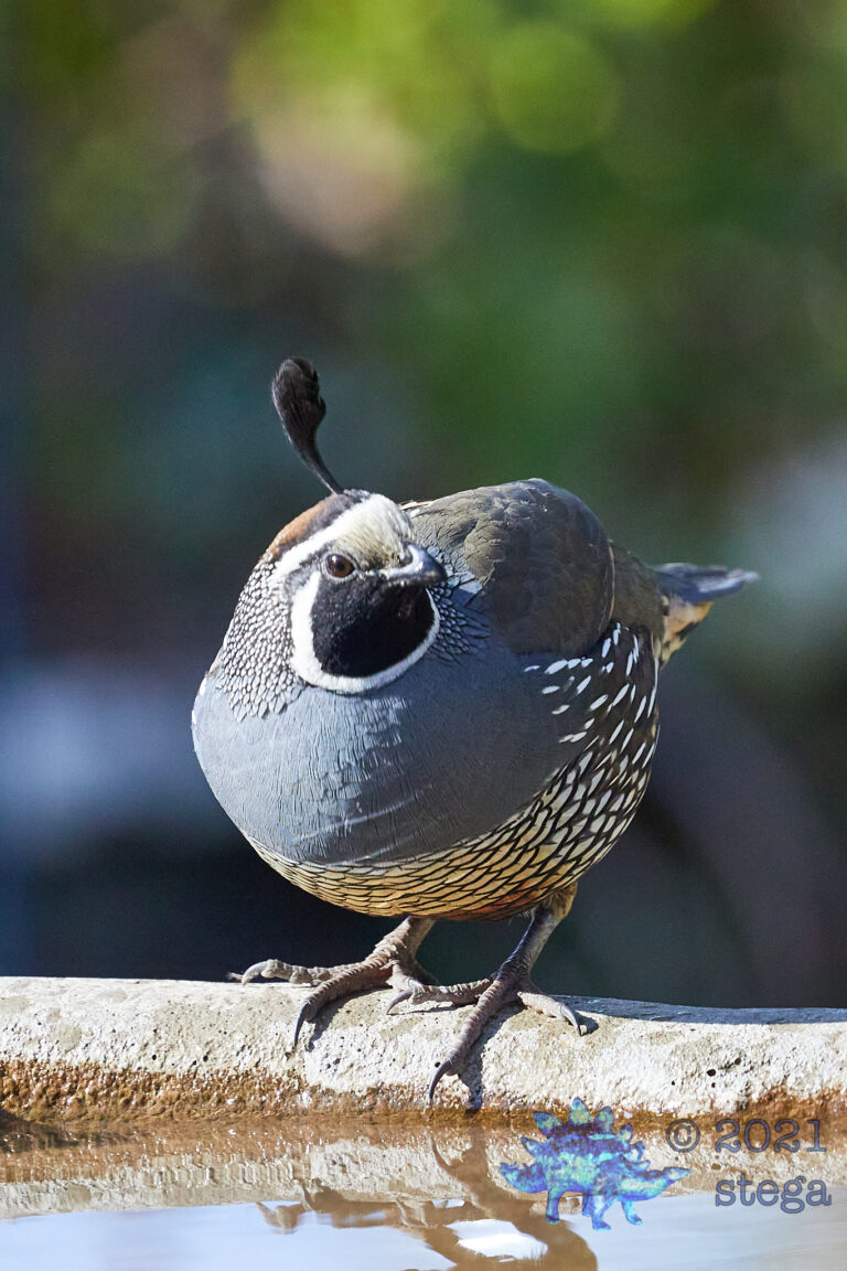California Quail
