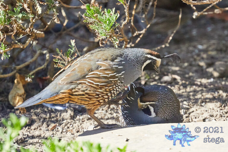 California Quail