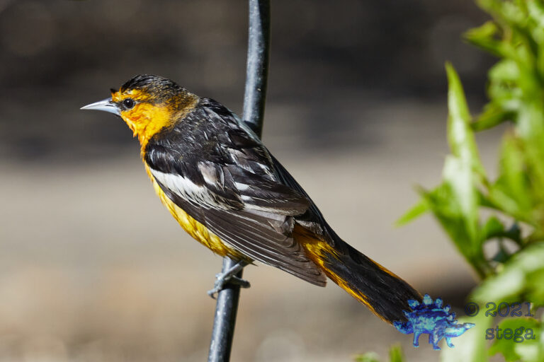 Bullock’s Oriole