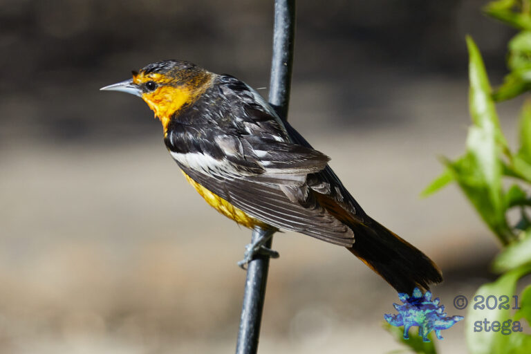 Bullock’s Oriole