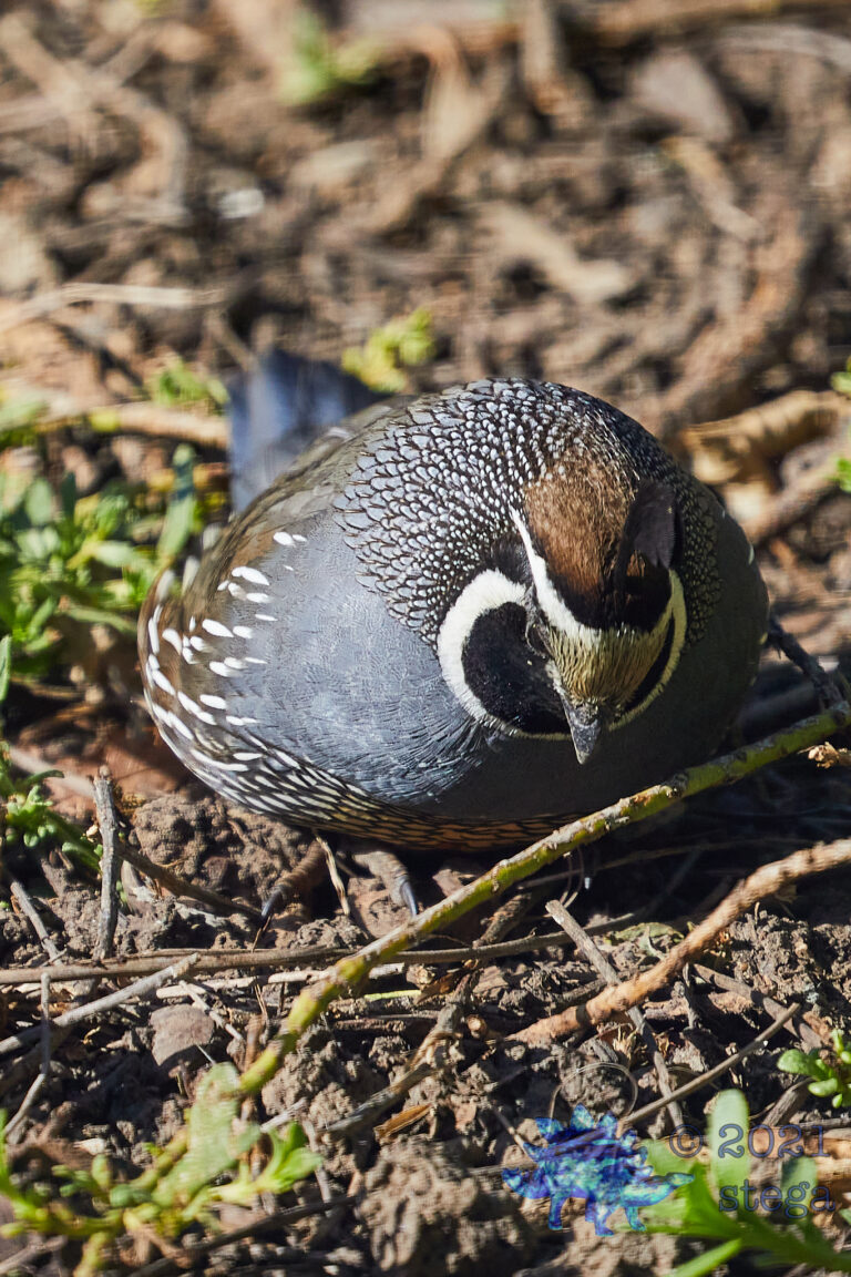 California Quail