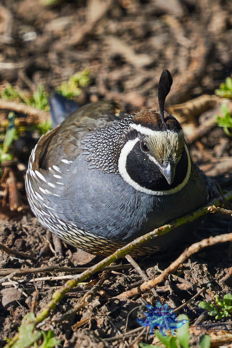 California Quail