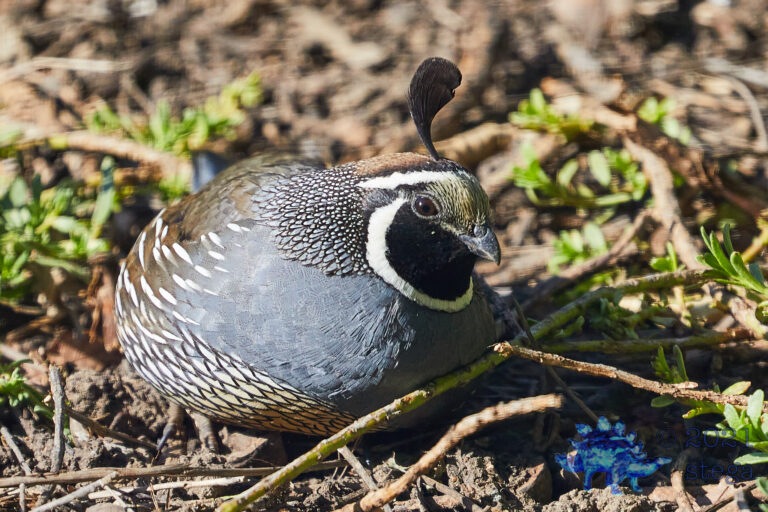 California Quail
