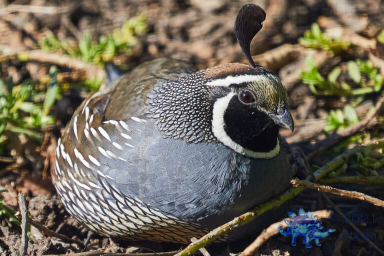California Quail