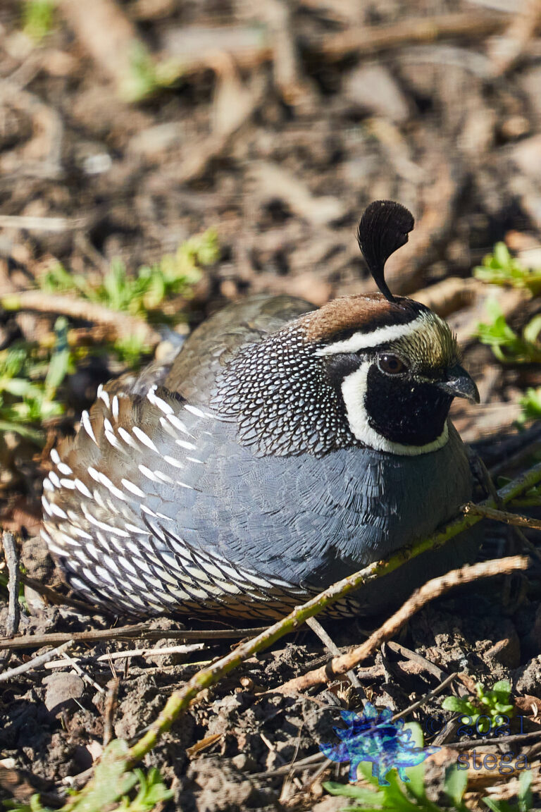 California Quail