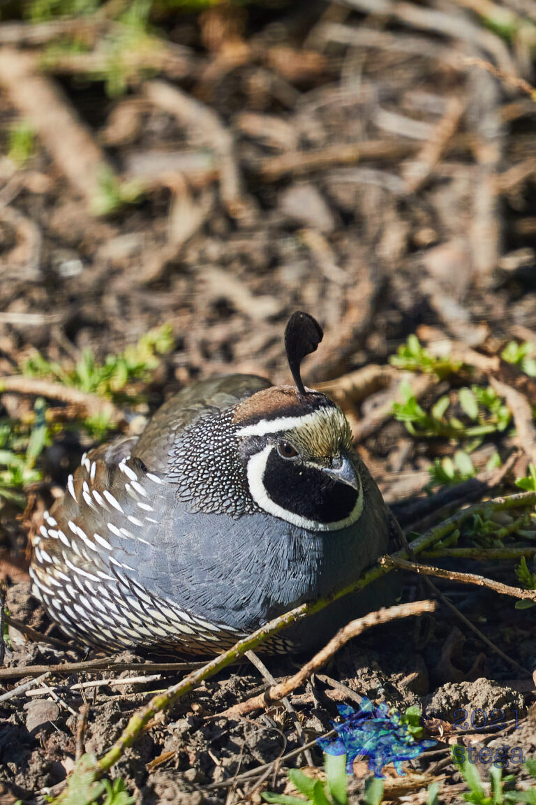 California Quail