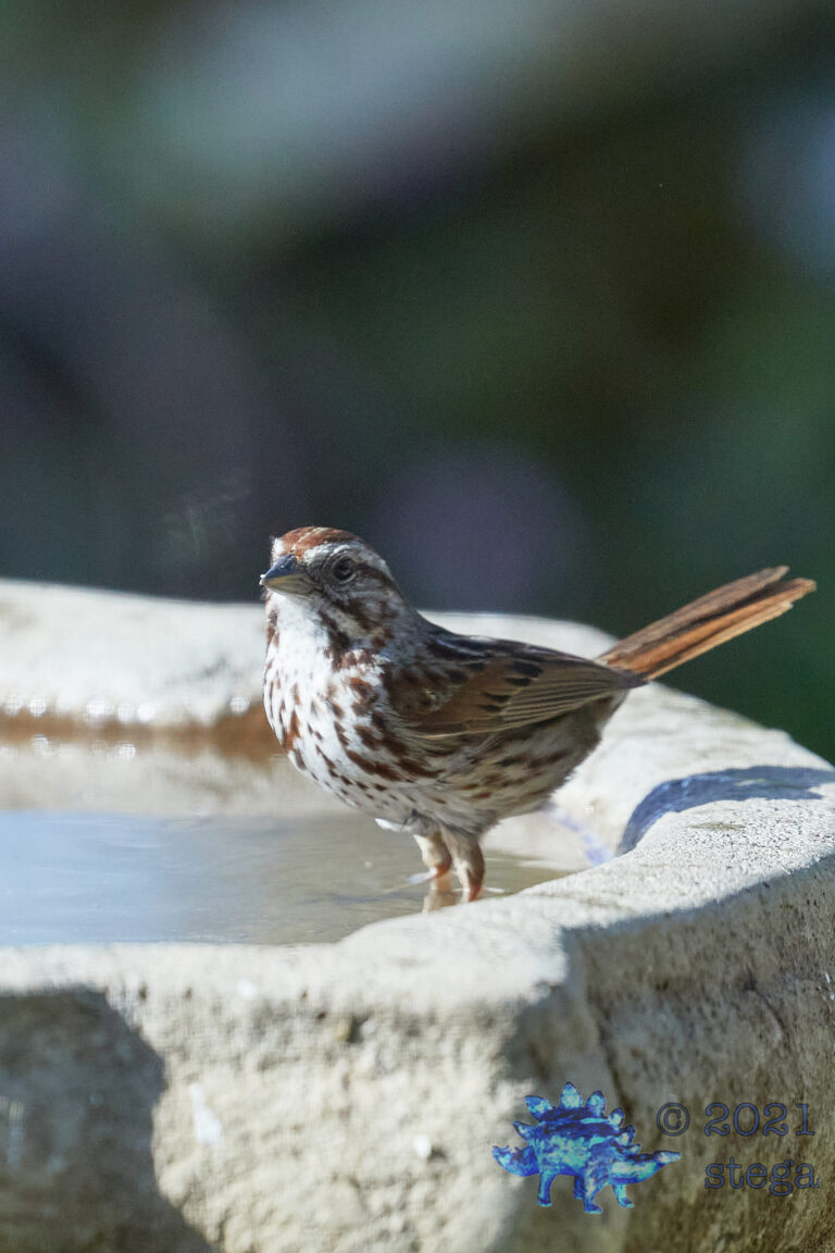 Lincoln’s Sparrow