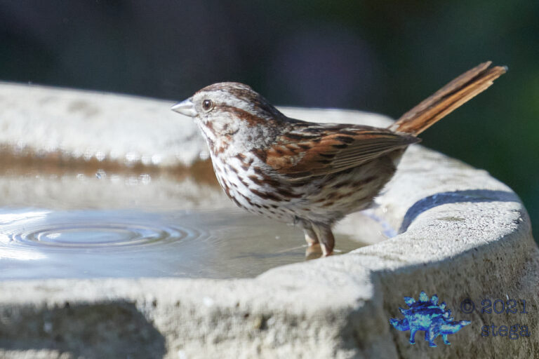 Song Sparrow