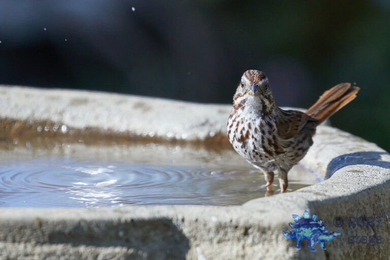 Song Sparrow
