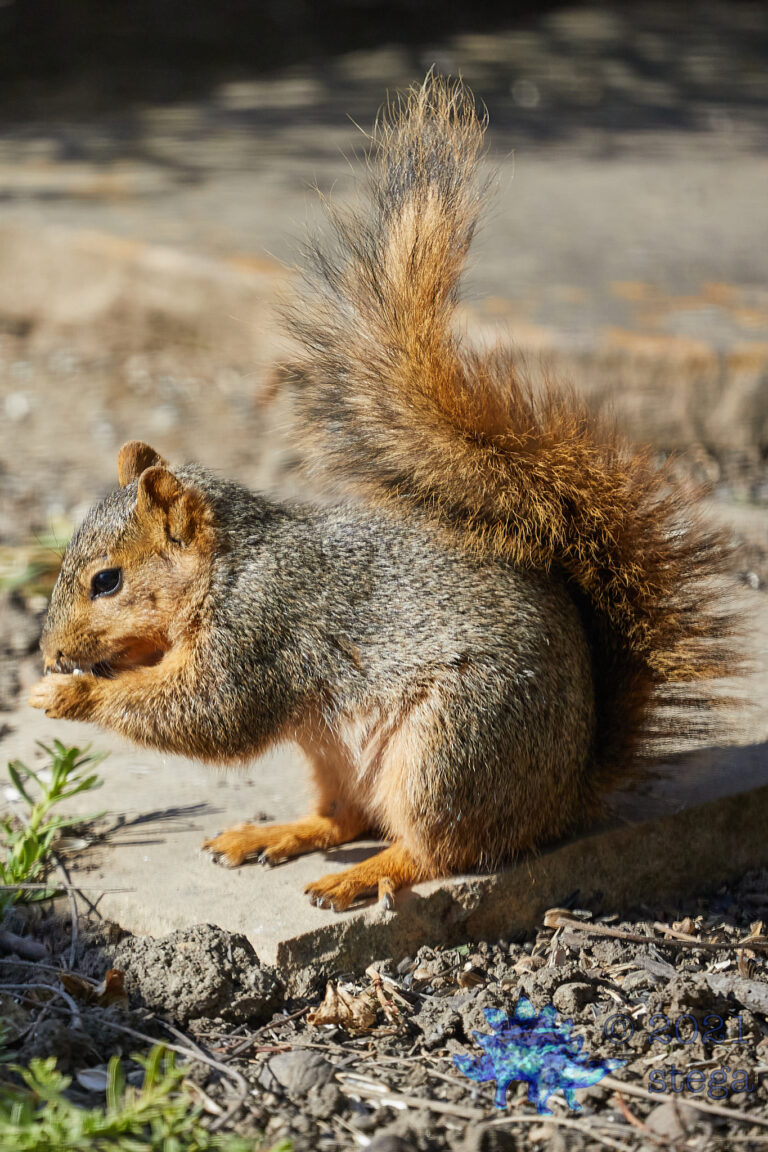 Fox Squirrel
