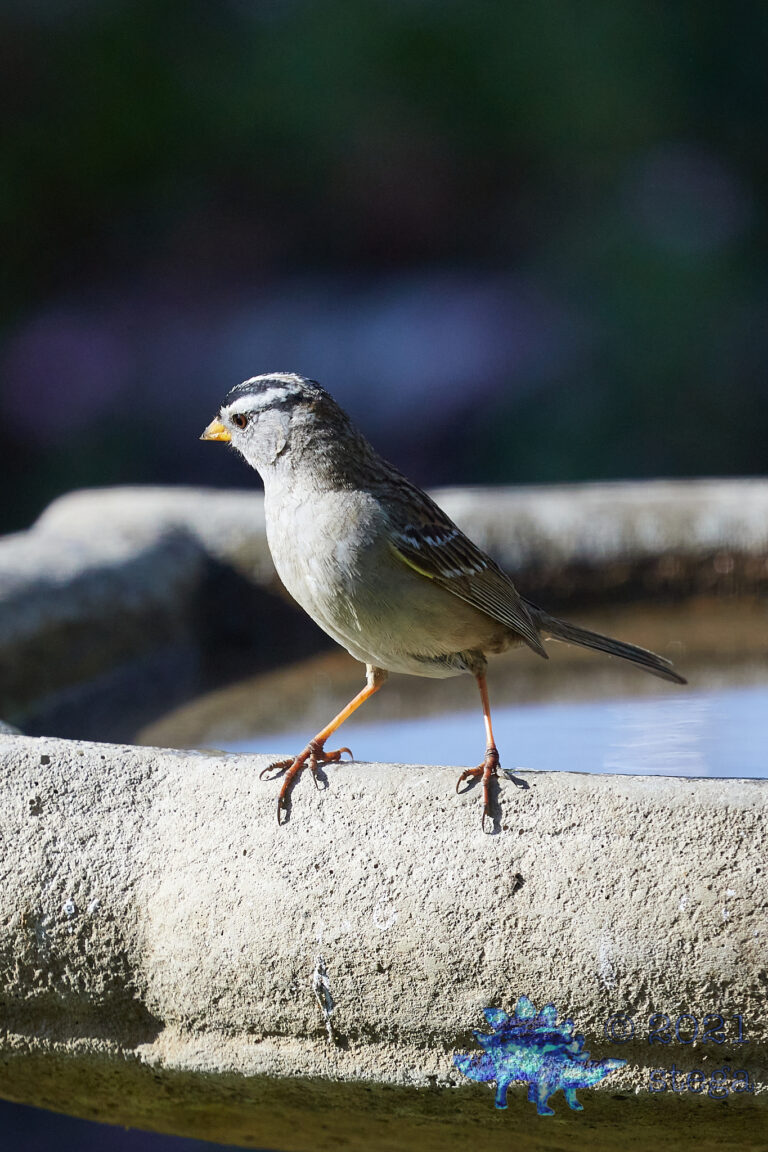 White-Crowned Sparrow
