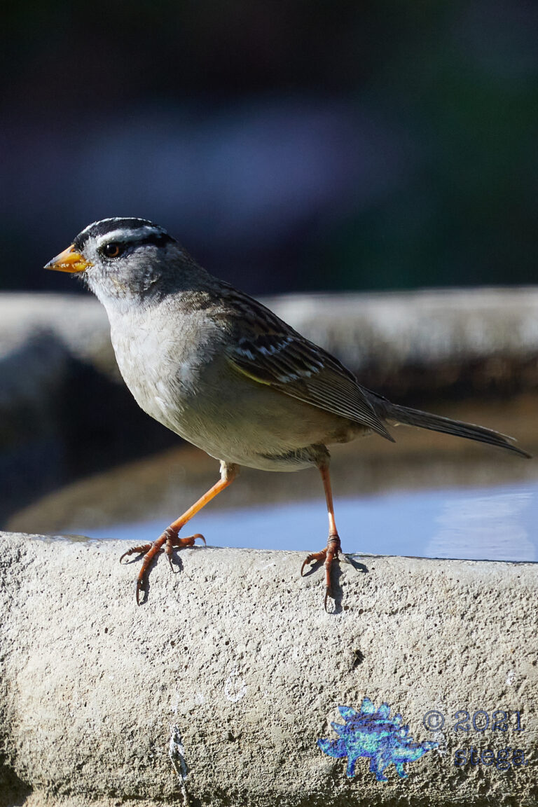 White-Crowned Sparrow
