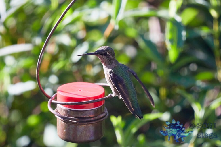 Anna’s Hummingbird