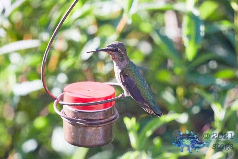 Anna’s Hummingbird