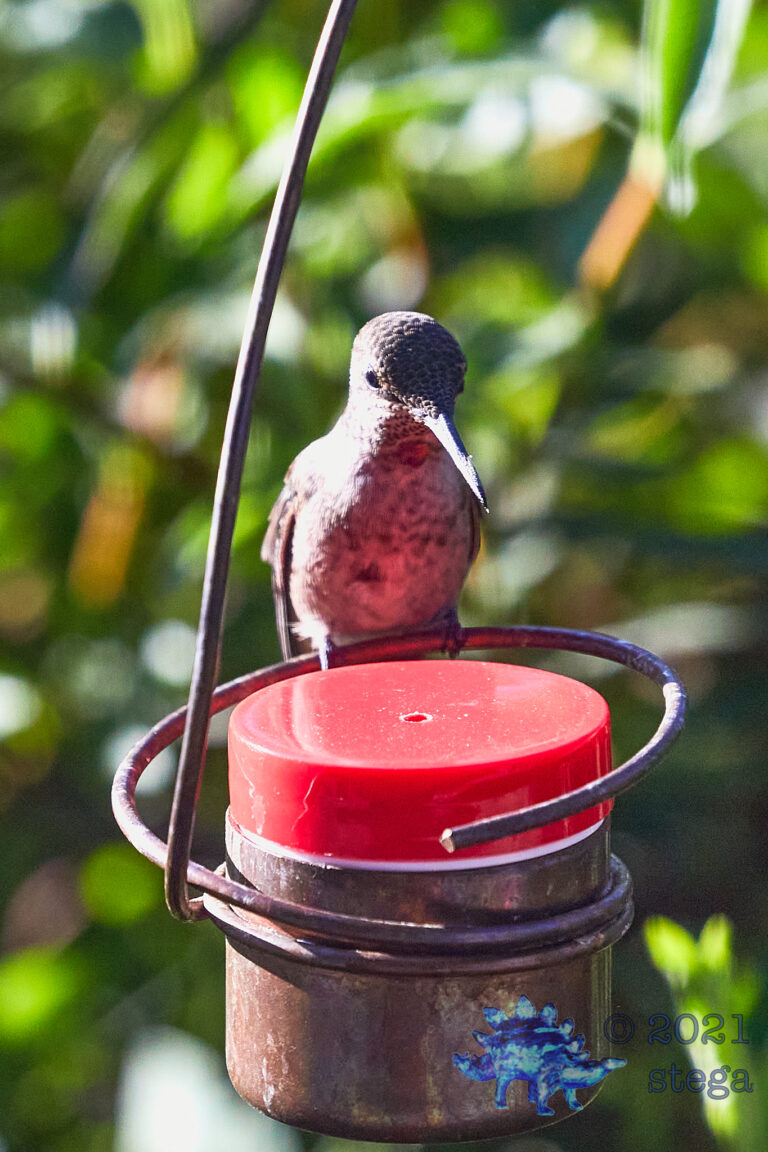 Anna’s Hummingbird