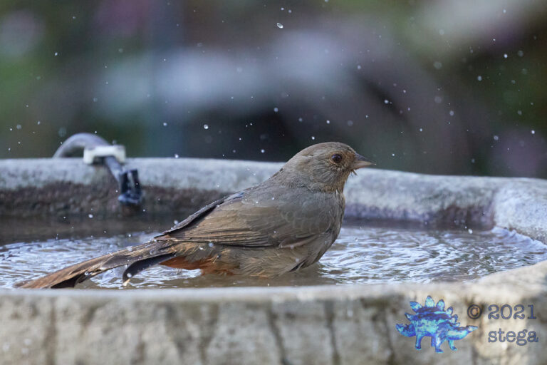 California Towhee