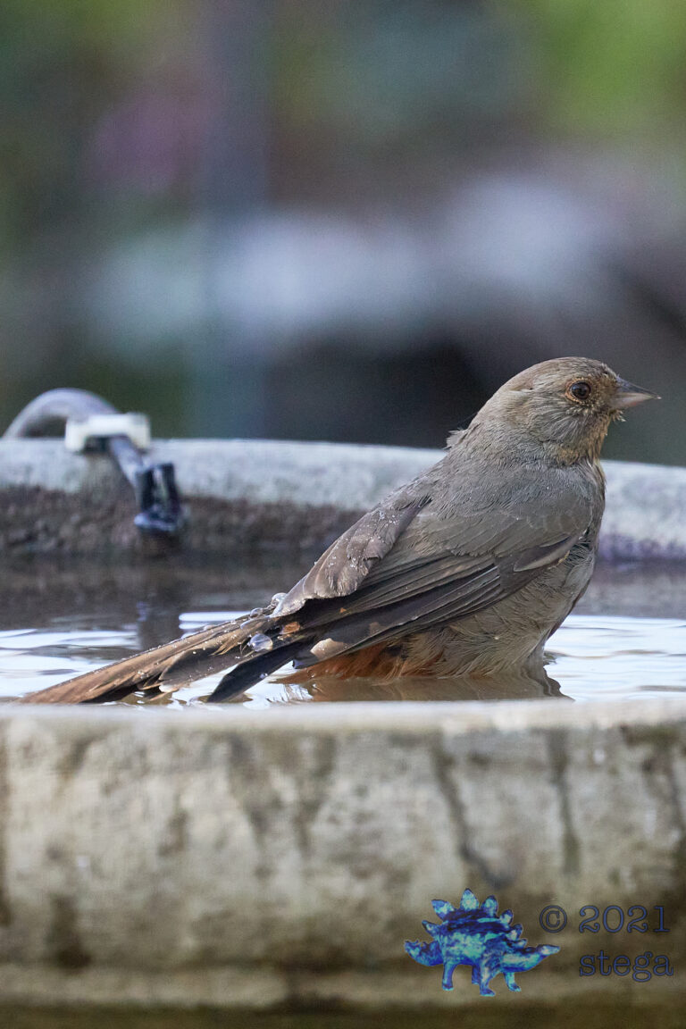 California Towhee