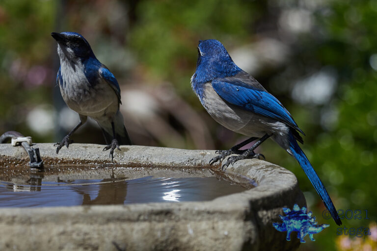 California Scrub Jay