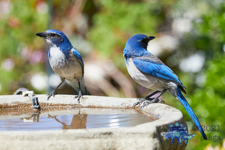 California Scrub Jay