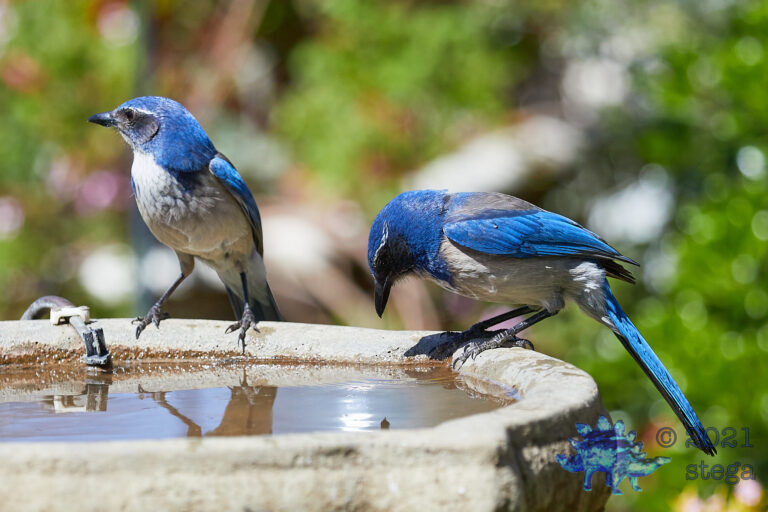 California Scrub Jays
