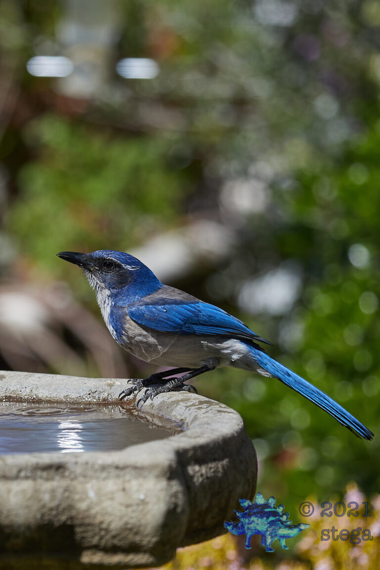 California Scrub Jay