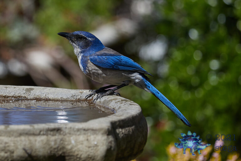 California Scrub Jay