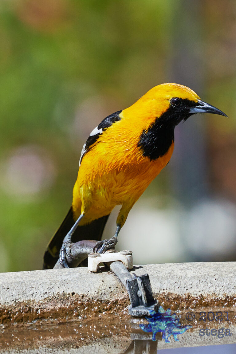 Hooded Oriole