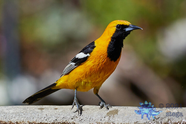 Hooded Oriole