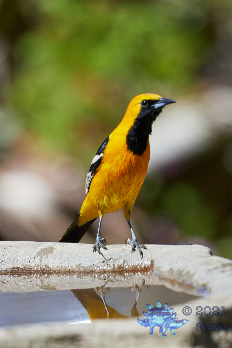 Hooded Oriole