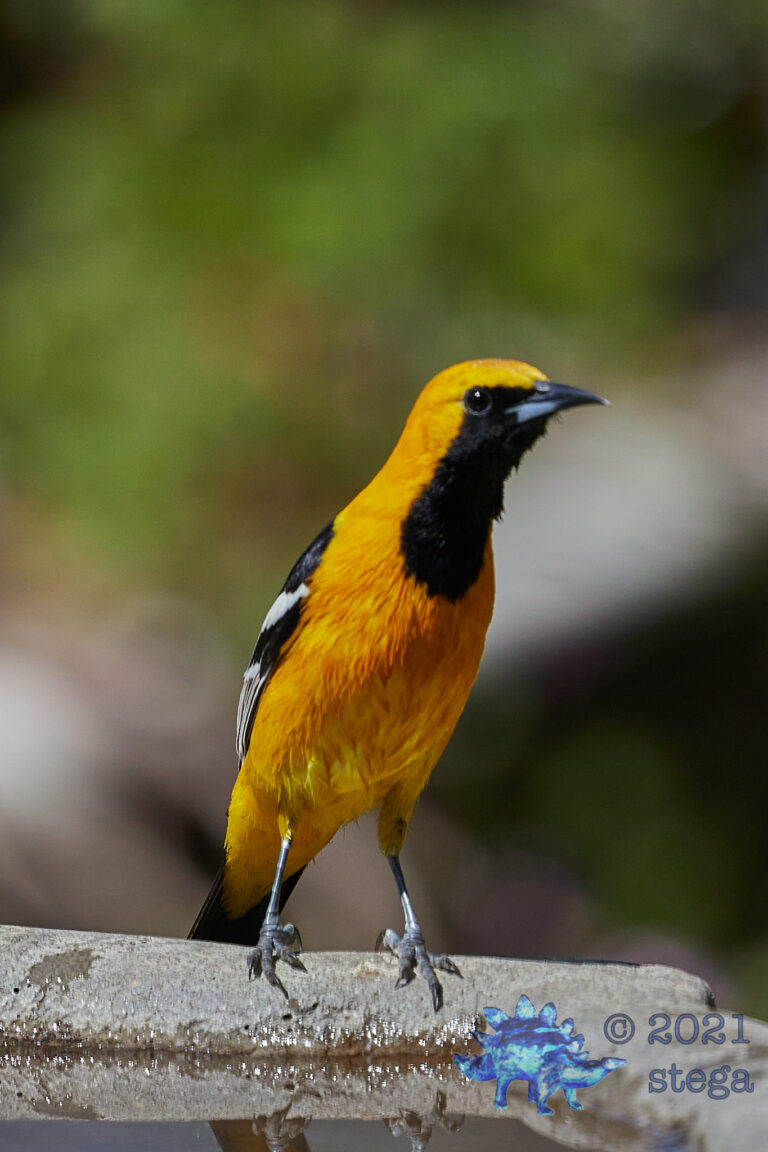 Hooded Oriole