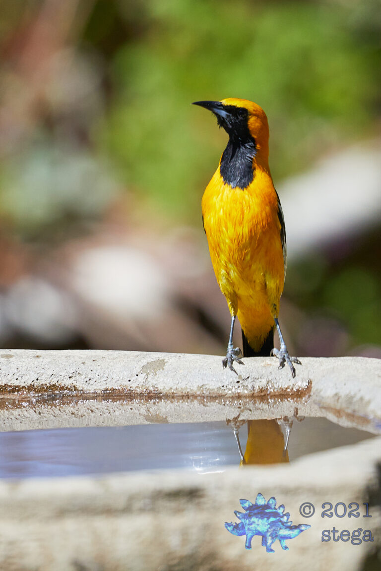 Hooded Oriole