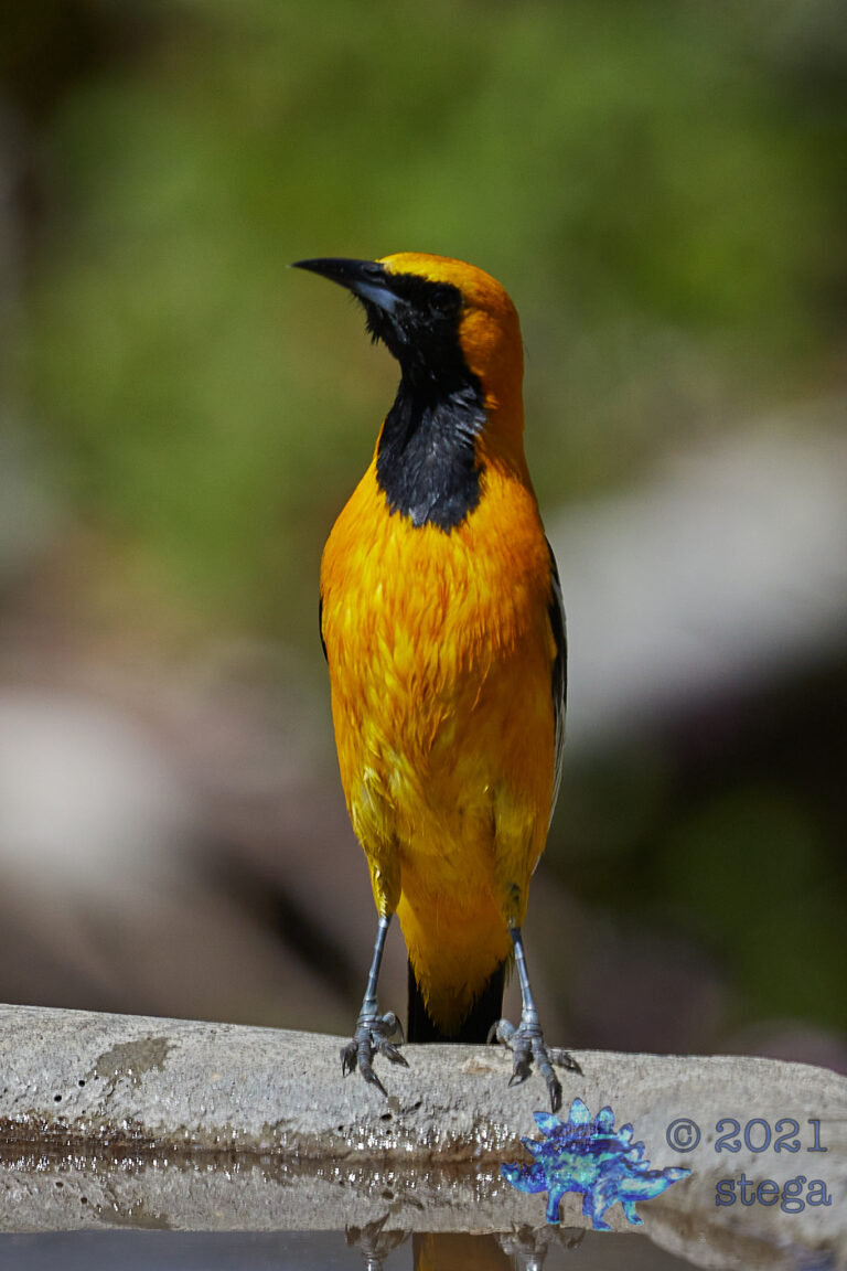 Hooded Oriole