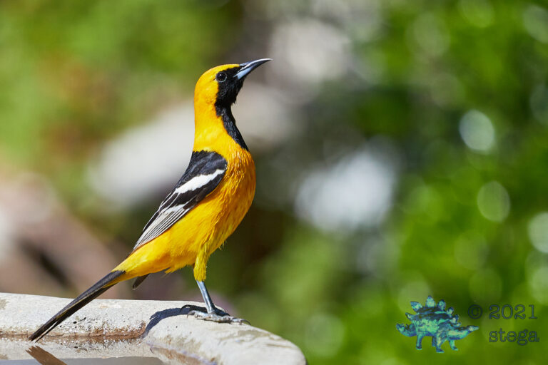 Hooded Oriole