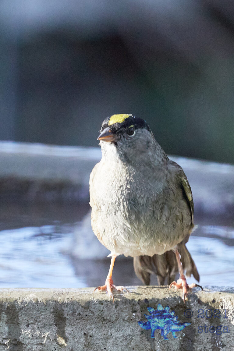 Gold-Crowned Sparrow
