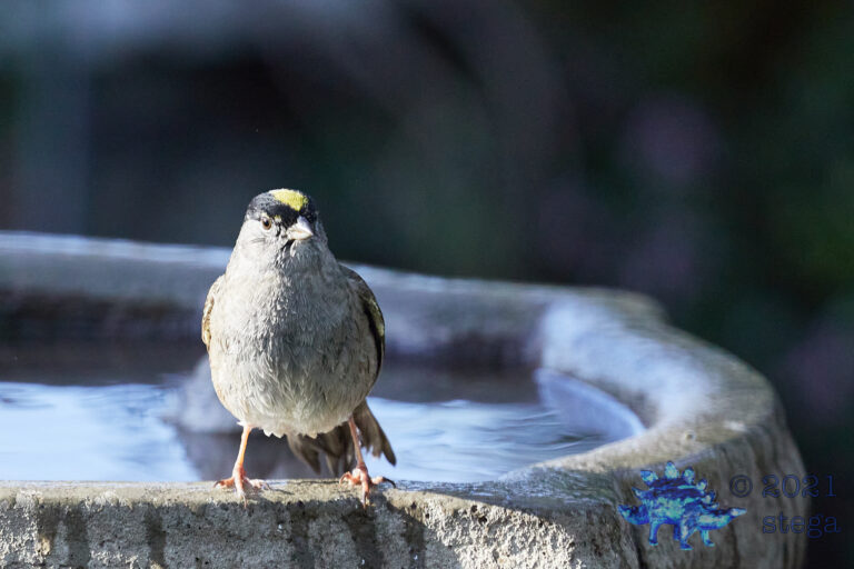 Gold-Crowned Sparrow