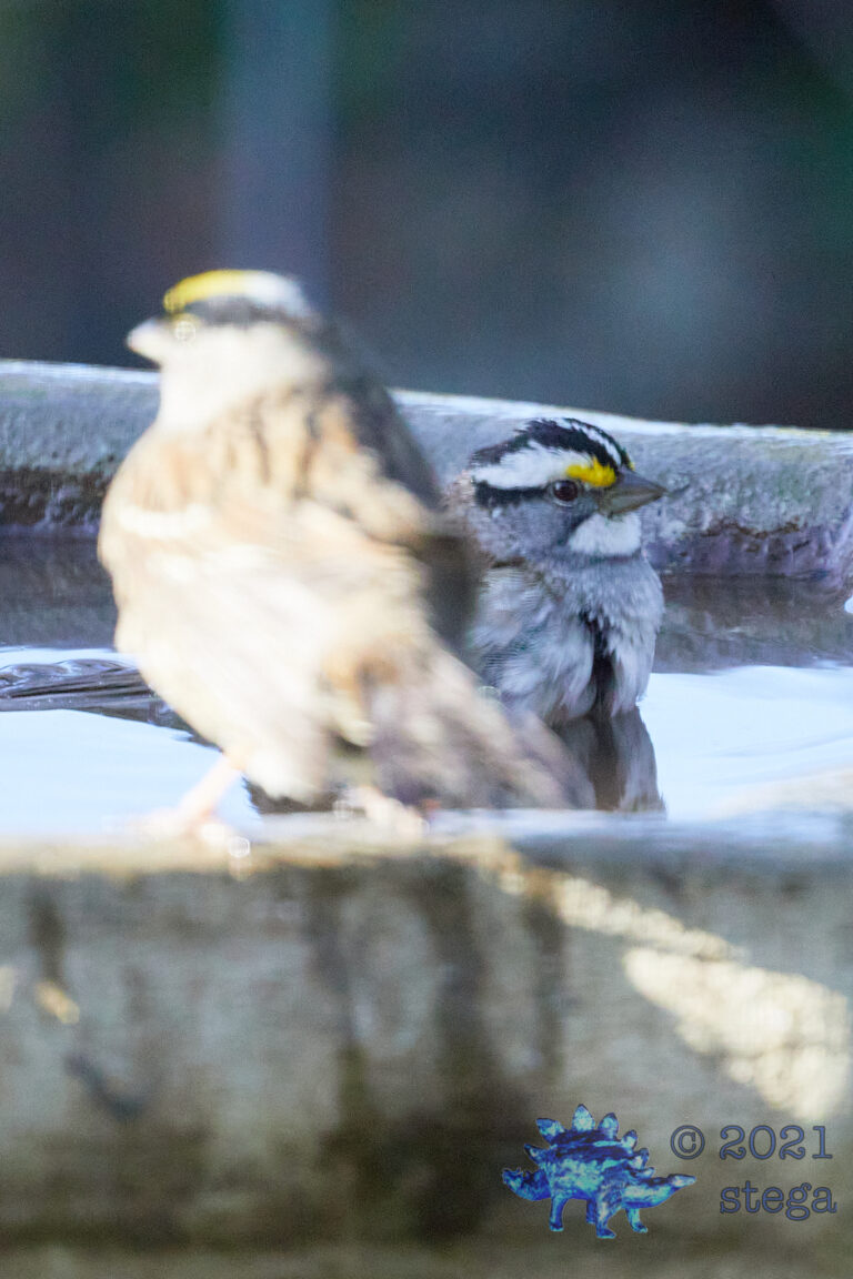 White-Throated Sparrow and Others