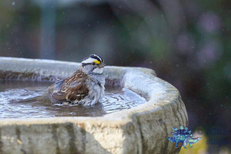 White-Throated Sparrow